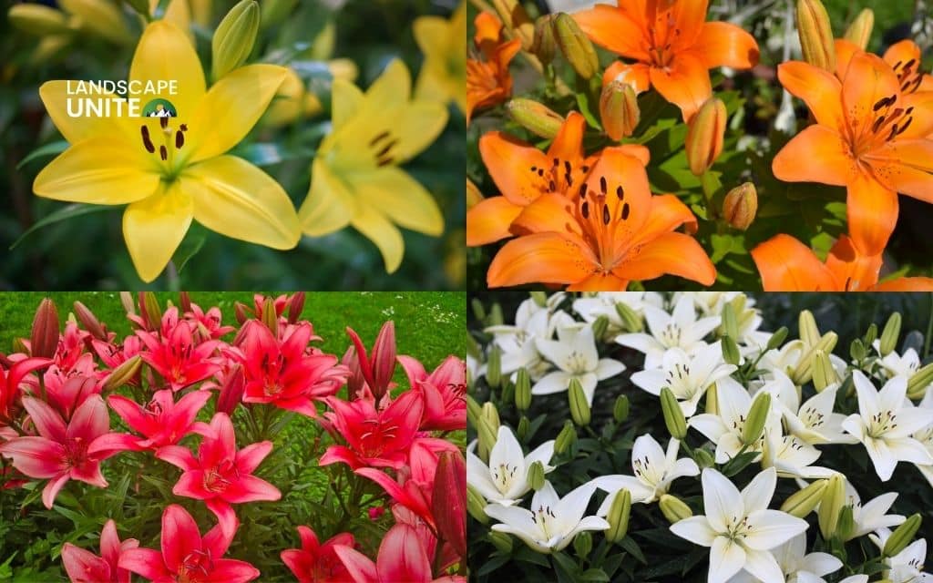 Creative lily garden ideas design you must know 