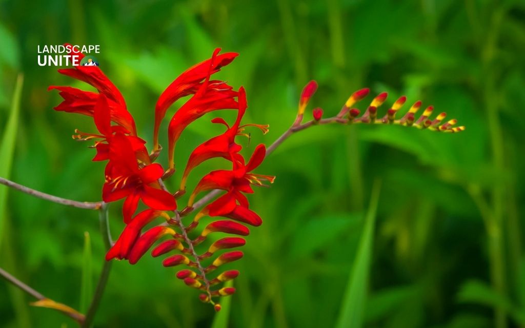 red blooming plants  : Crocosmia 'Lucifer'