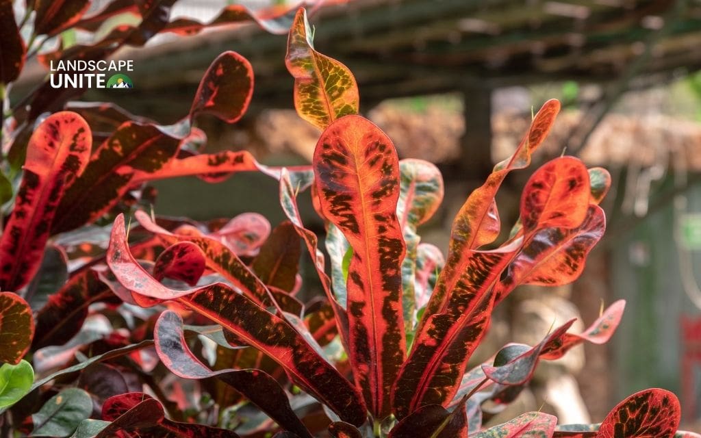 Croton 'Mammy'