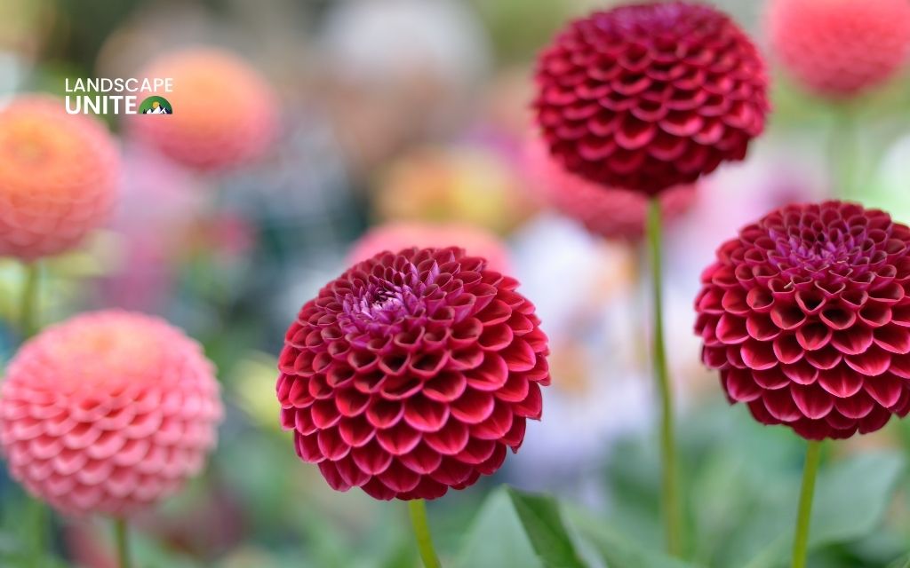 red plants: Dahlia