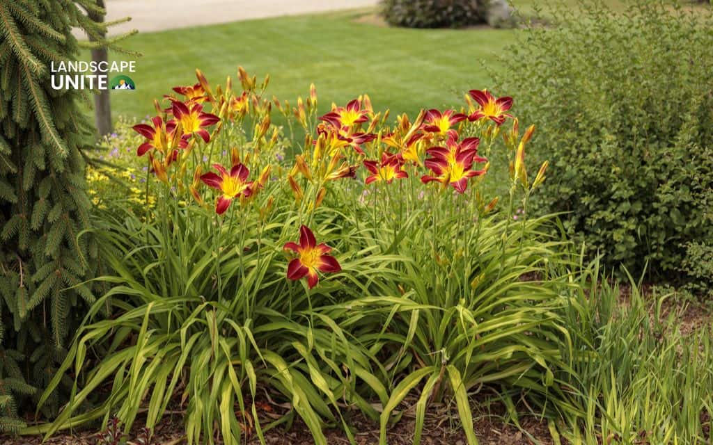 Daylily flower beds for beginners: Your best planting guide