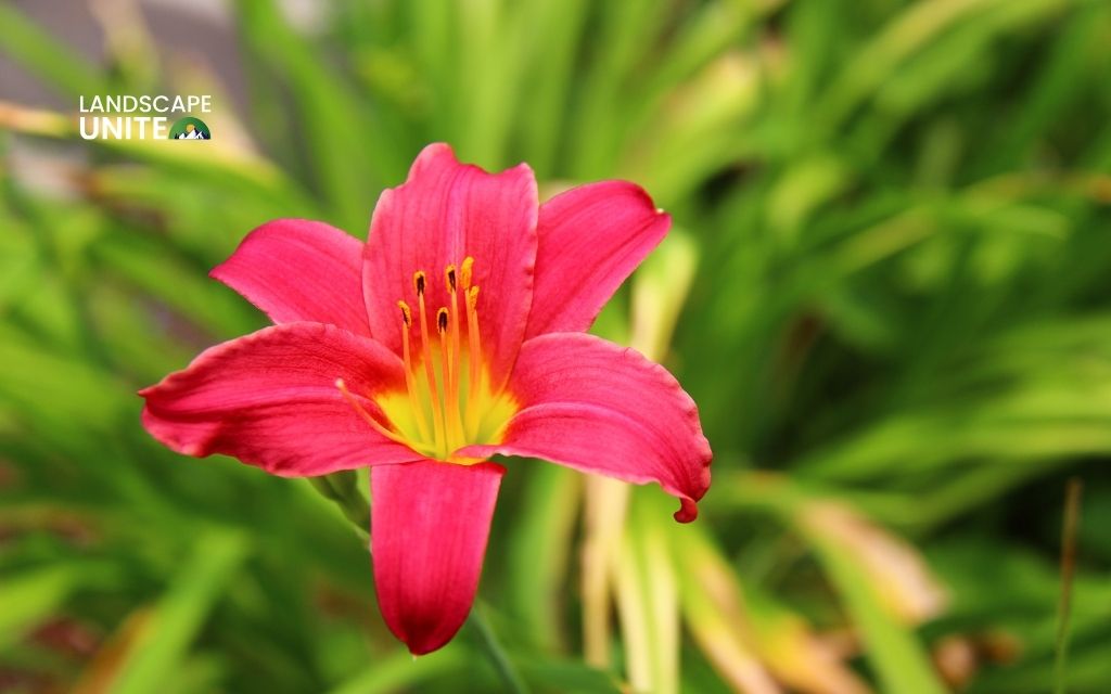 red plants: Daylily 'Red Volunteer'
