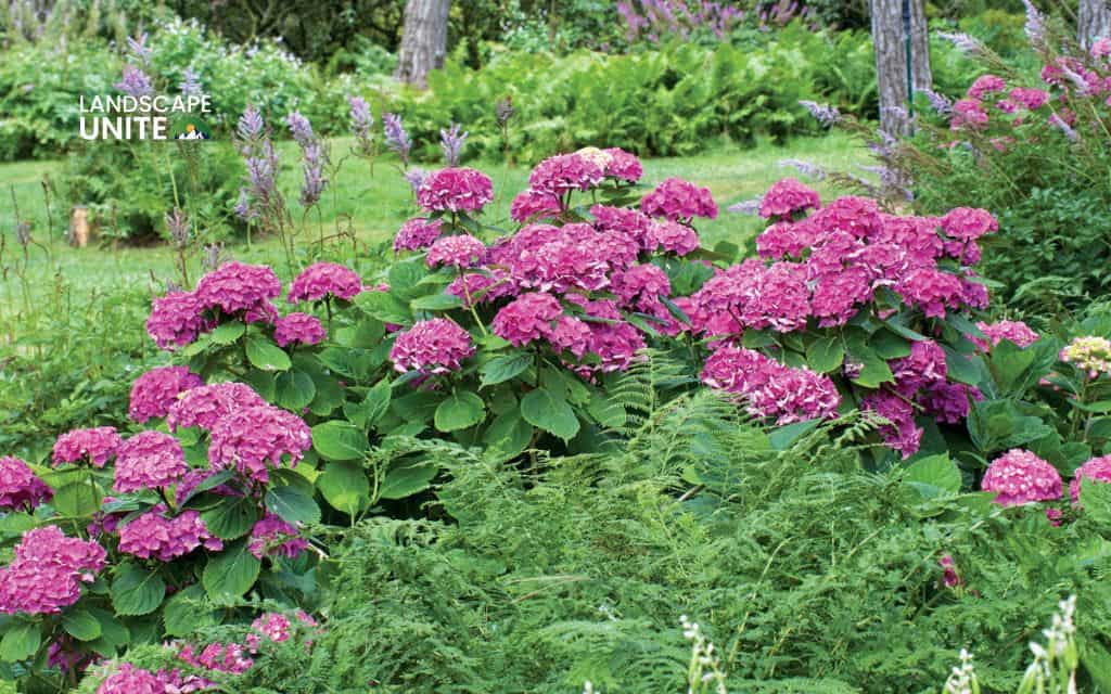 Landscaping with hydrangeas made easy: 14 proven ideas that actually work 12 Design a dedicated hydrangea flower bed