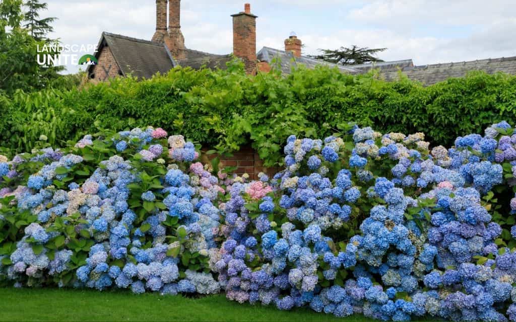 Landscaping with hydrangeas made easy: 14 proven ideas that actually work 5 Design a hydrangea hedge for natural privacy