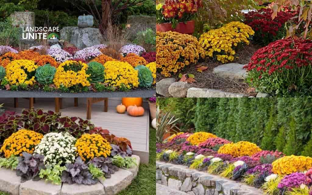 Designing your mum flower bed layout