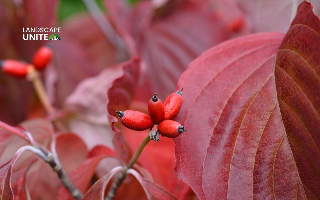 Dogwood 'Cherokee Brave'