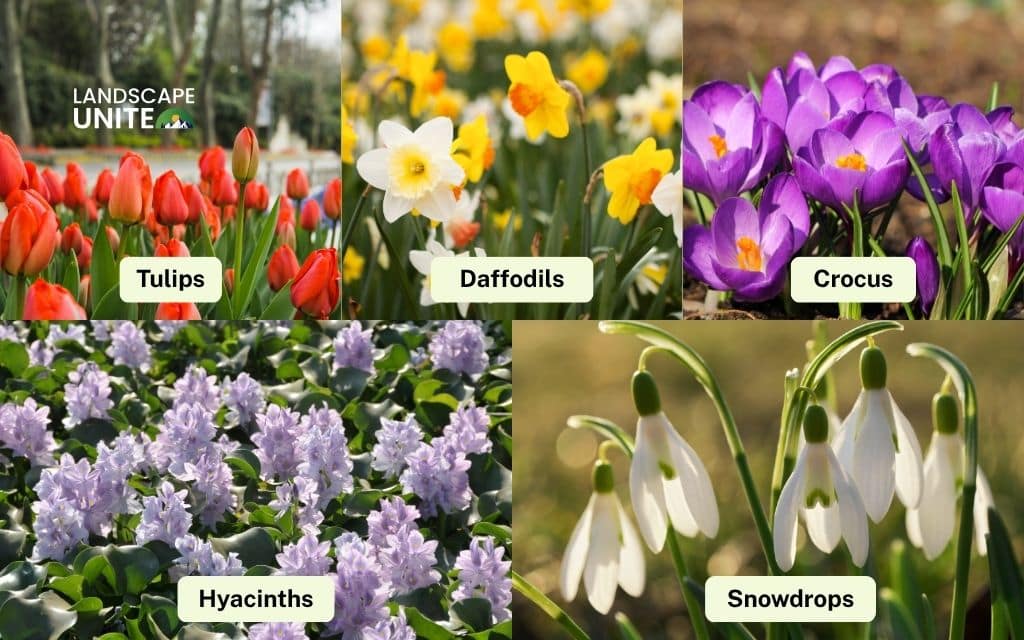 Early spring bloomers