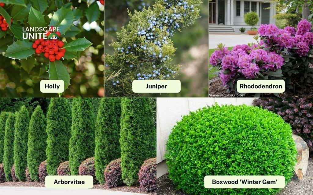 25 best plants for front of house that boost curb appeal 5 Evergreen foundation plants for year-round appeal