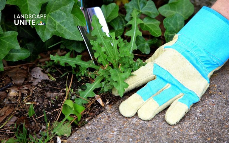 Explore 8 Proven methods to Kill Weeds in Flower Beds Naturally