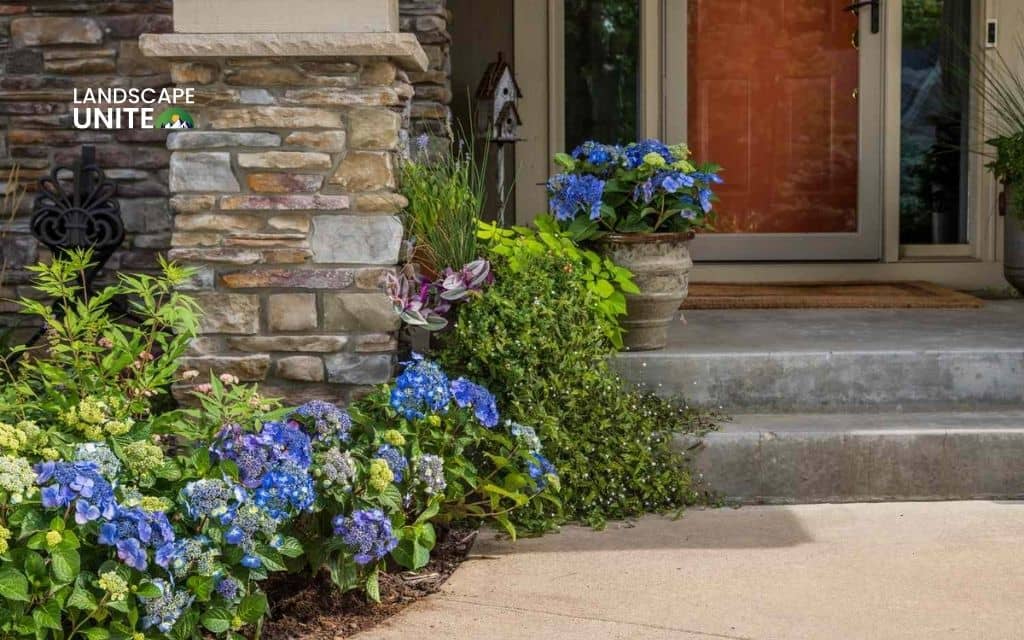 Landscaping with hydrangeas made easy: 14 proven ideas that actually work 3 Frame your front door with hydrangeas