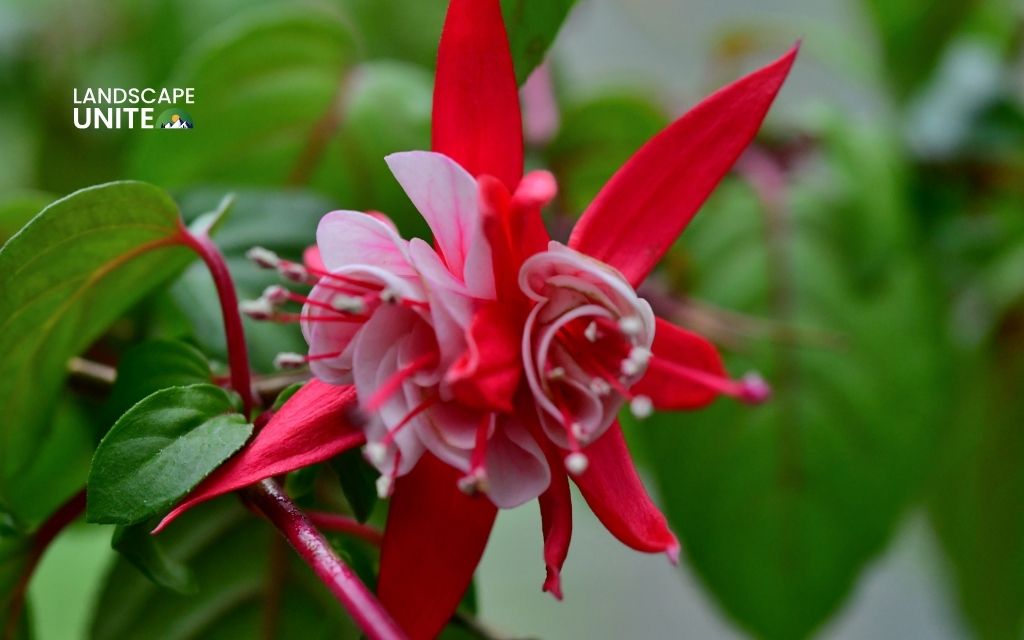 plants with red flowers  : Fuchsia 'Gartenmeister'