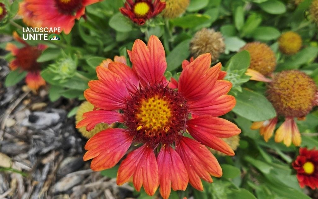 red flowering plants : Gaillardia (Blanket Flower)