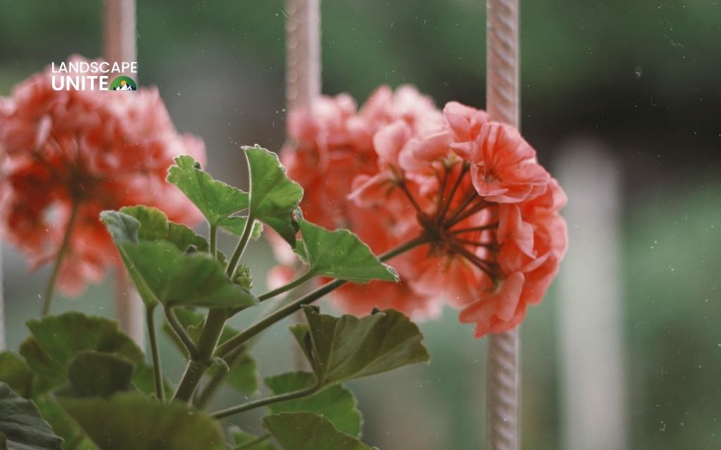 red plants: Geranium (Pelargonium)
