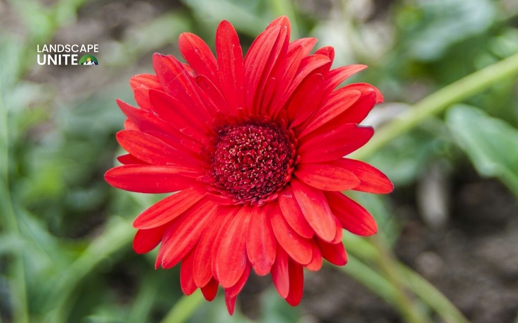 red plants: Gerbera Daisy (Gerbera jamesonii)