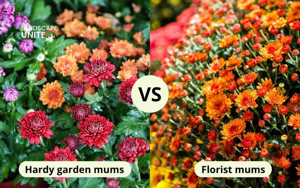 Hardy garden mums vs. florist mums: The critical difference