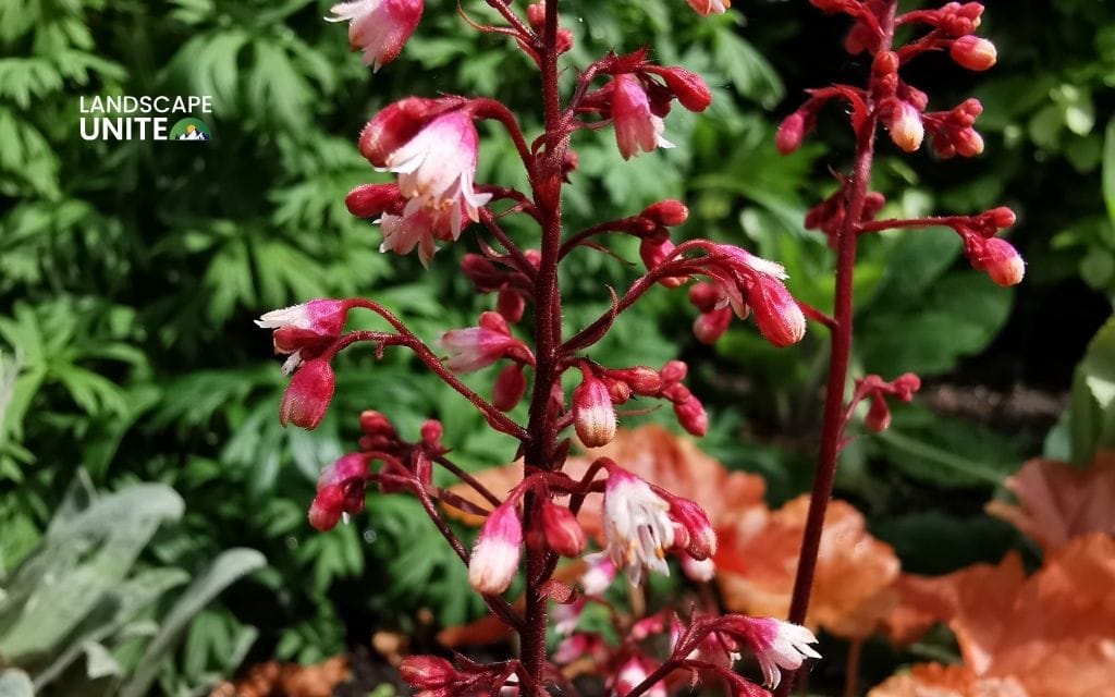 red plants: Heuchera 'Fire Chief' (Coral Bells)