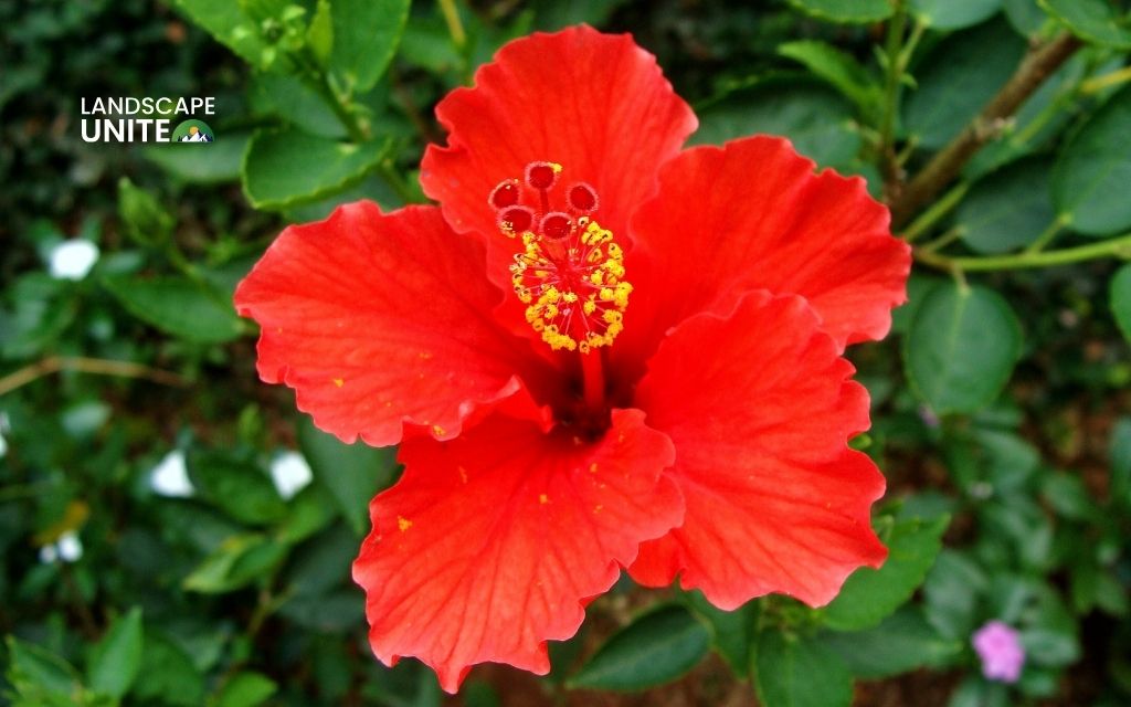 red plants: Hibiscus (Tropical Hibiscus)