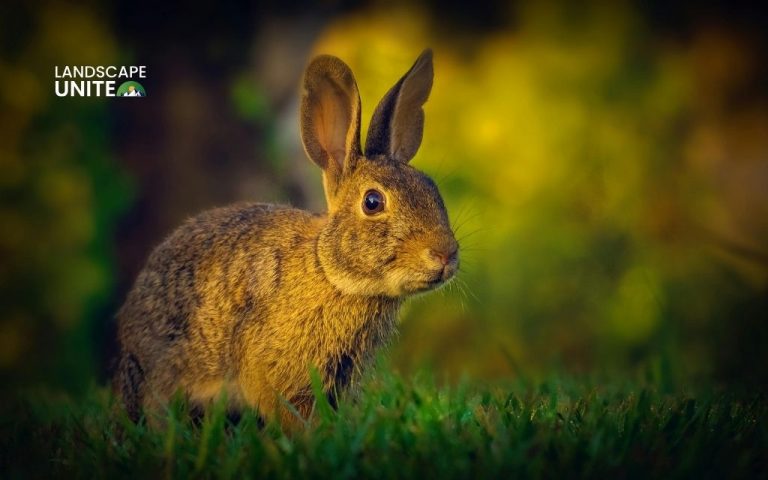 How to keep rabbits out of your garden naturally (without harming them)