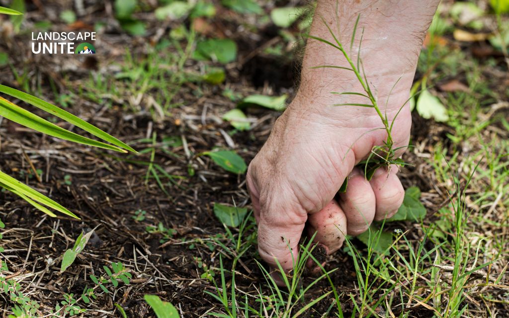 Explore 8 proven methods to kill weeds in flower beds naturally 1 How to kill weeds in flower beds - Method 1: Hand pulling weeds (the chemical-free classic)