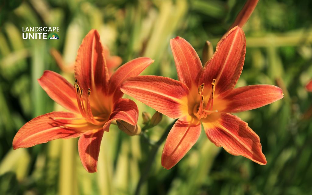 How to maintain daylily flower beds