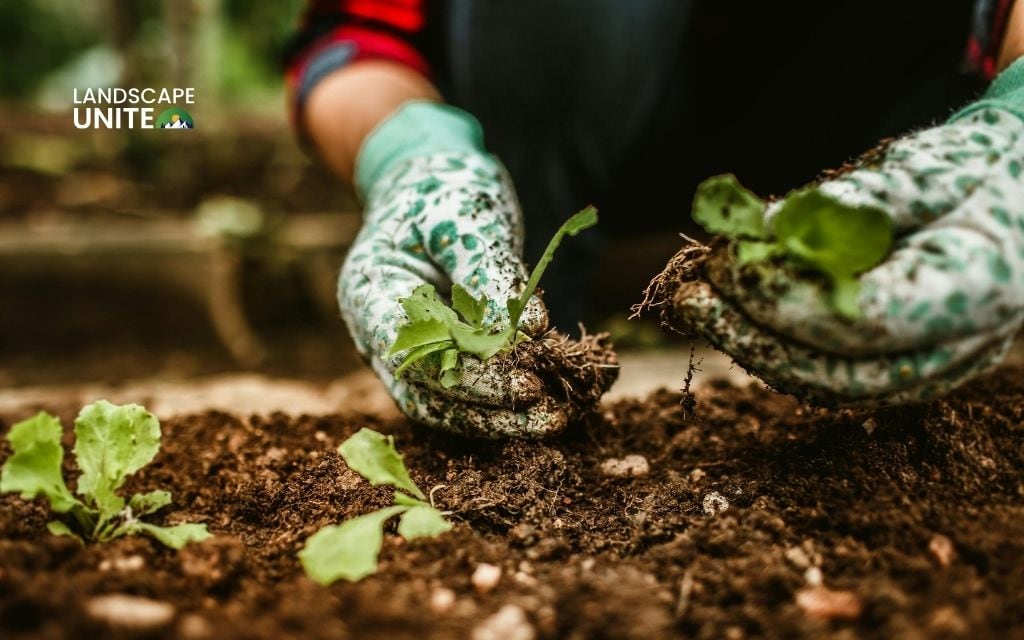 How to plant and maintain spring flower beds