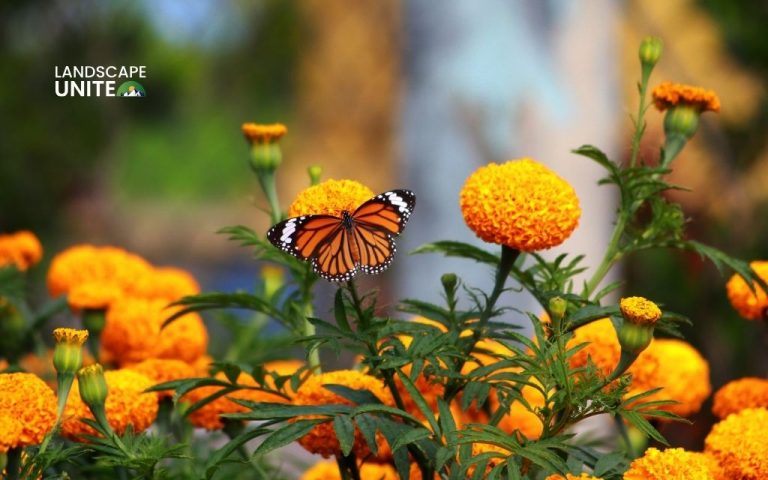 How to plant marigolds for maximum blooms & natural garden protection