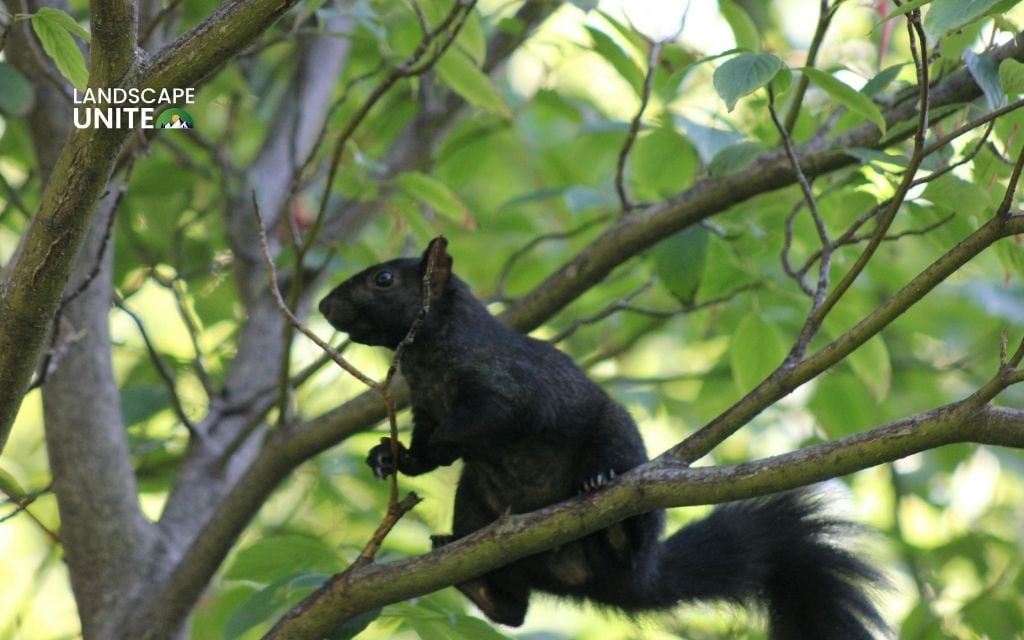 Keeping squirrels out of garden with 9 solutions to save your harvest today 4 Humane and eco-friendly squirrel control tips