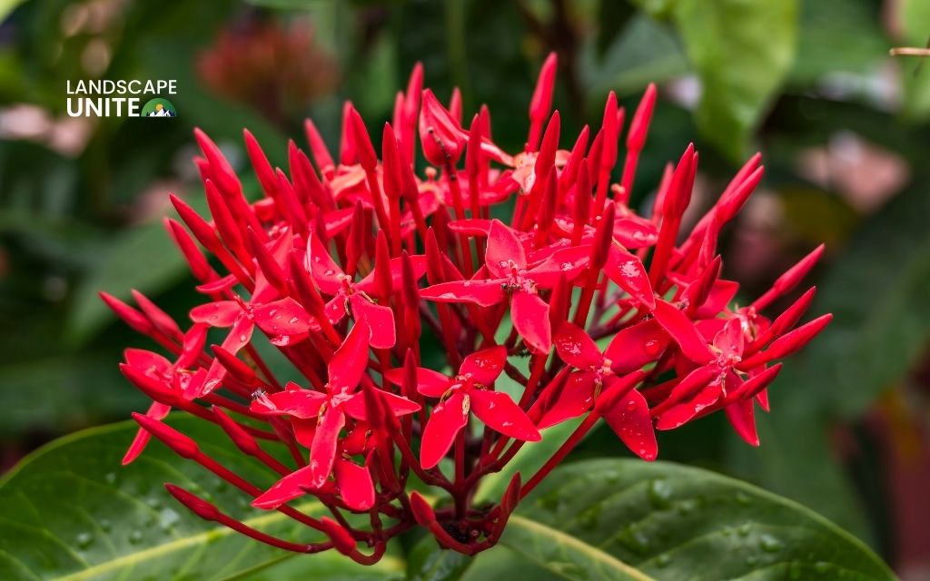 Ixora coccinea (Jungle Geranium)