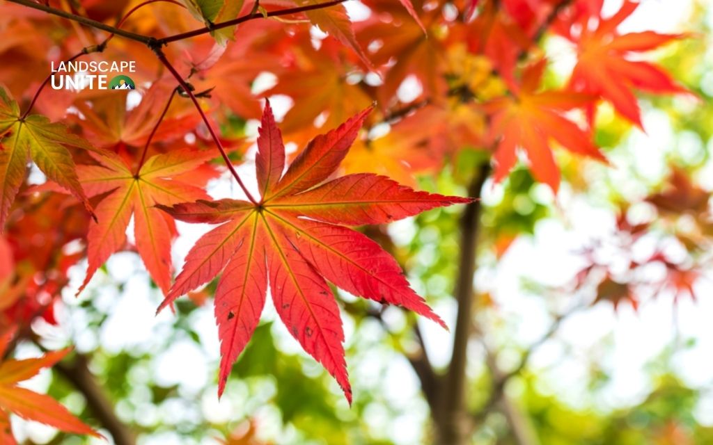 Japanese Maple (Acer palmatum 'Bloodgood')