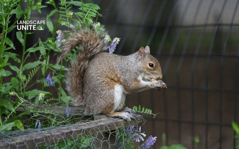 Keeping squirrels out of garden with 9 solutions to save your harvest today
