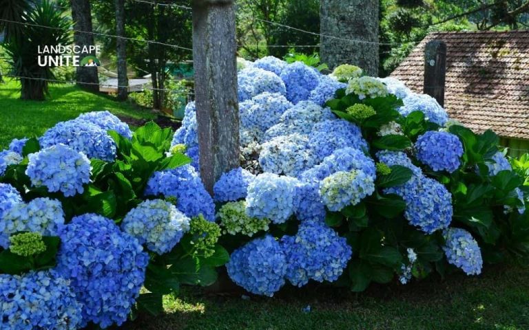 Landscaping with hydrangeas made easy: 14 proven ideas that actually work