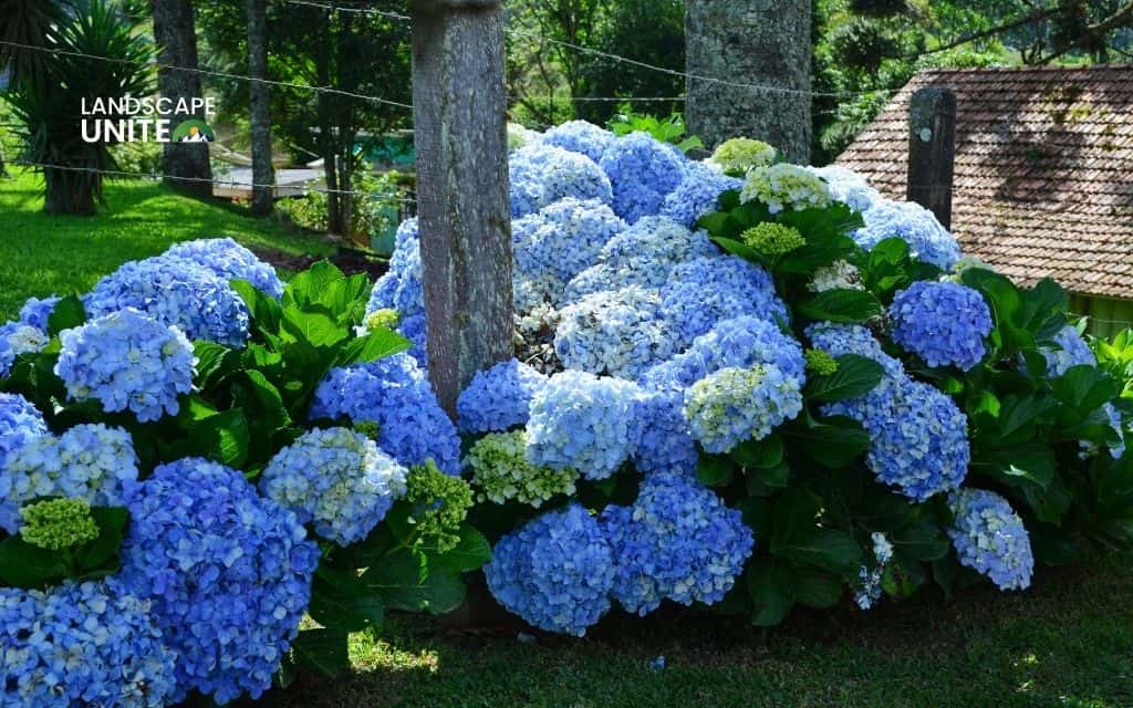Landscaping with hydrangeas made easy: 14 proven ideas that actually work