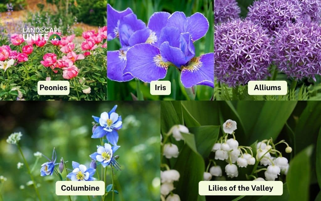 Late spring showstoppers