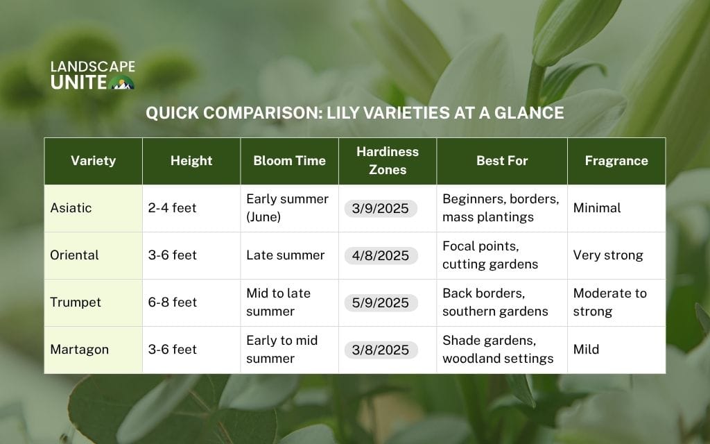 Lily garden ideas: Quick comparison: Lily varieties at a glance