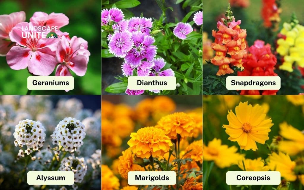 Long-blooming annuals & perennials