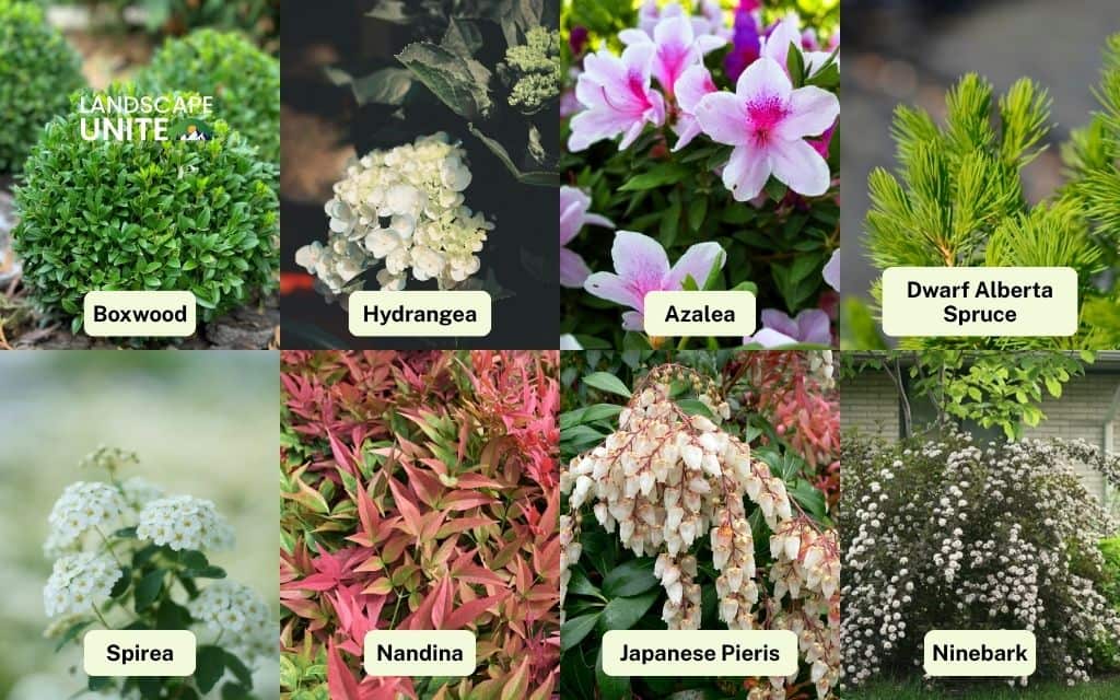 25 best plants for front of house that boost curb appeal 2 Low-maintenance shrubs for front of house