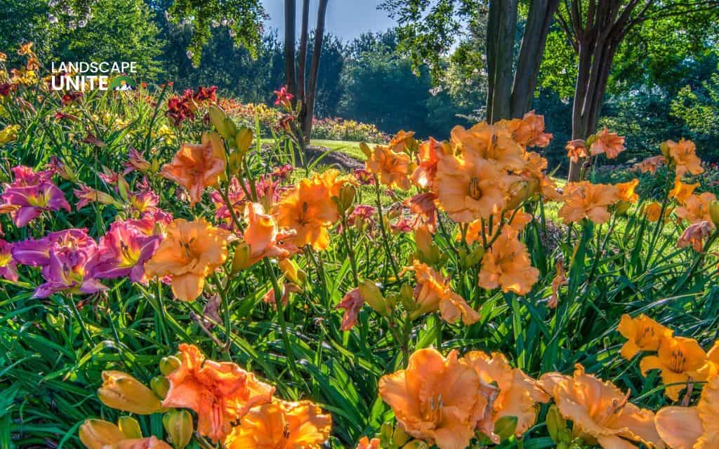 Landscaping with daylilies: Mass plantings for dramatic effect