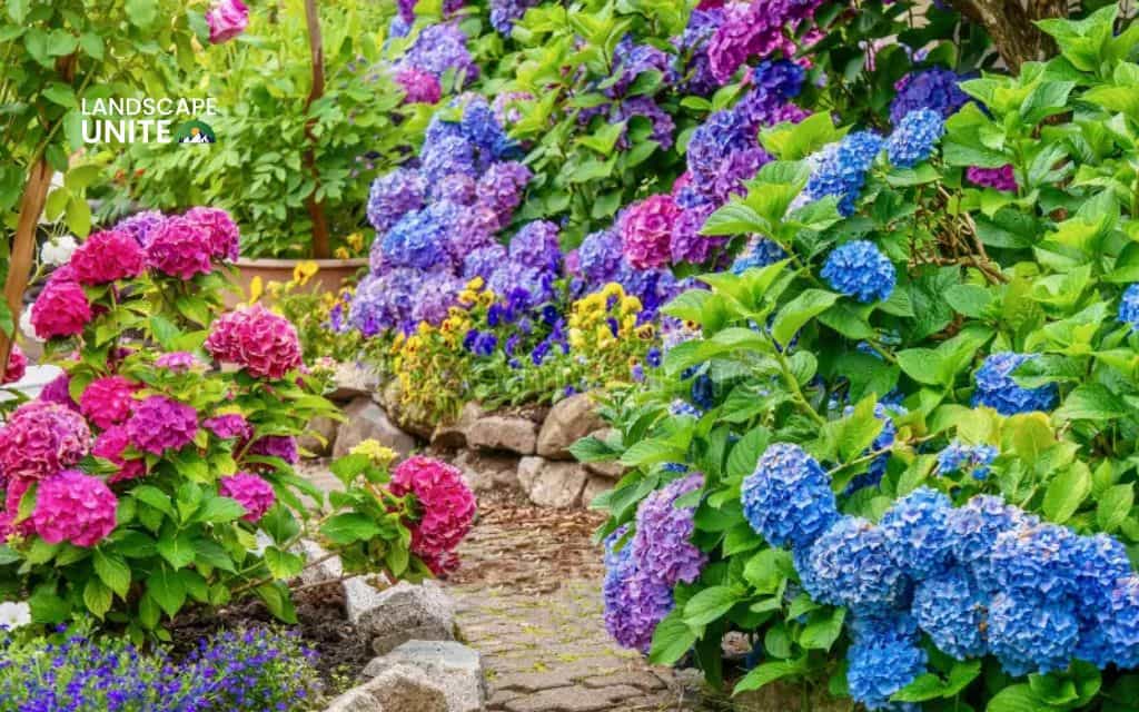 Landscaping with hydrangeas made easy: 14 proven ideas that actually work 13 Mix colors for seasonal drama