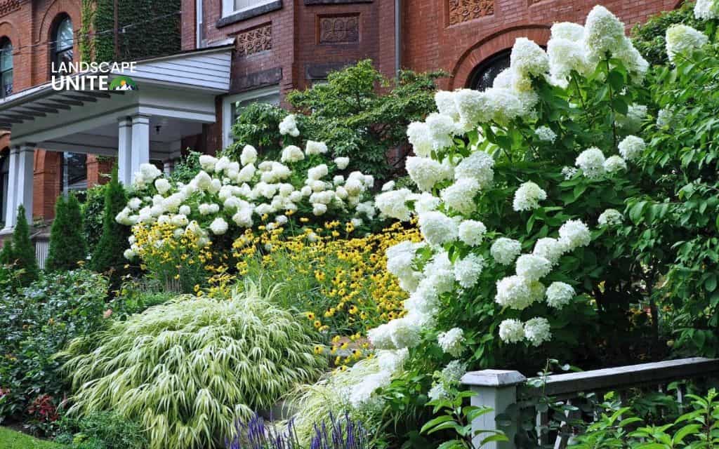 Landscaping with hydrangeas made easy: 14 proven ideas that actually work 6 Mix hydrangeas with evergreen shrubs
