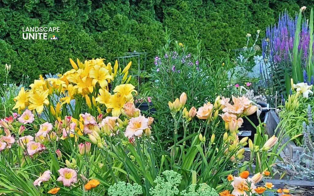 Landscaping with daylilies: Mixed beds & slopes