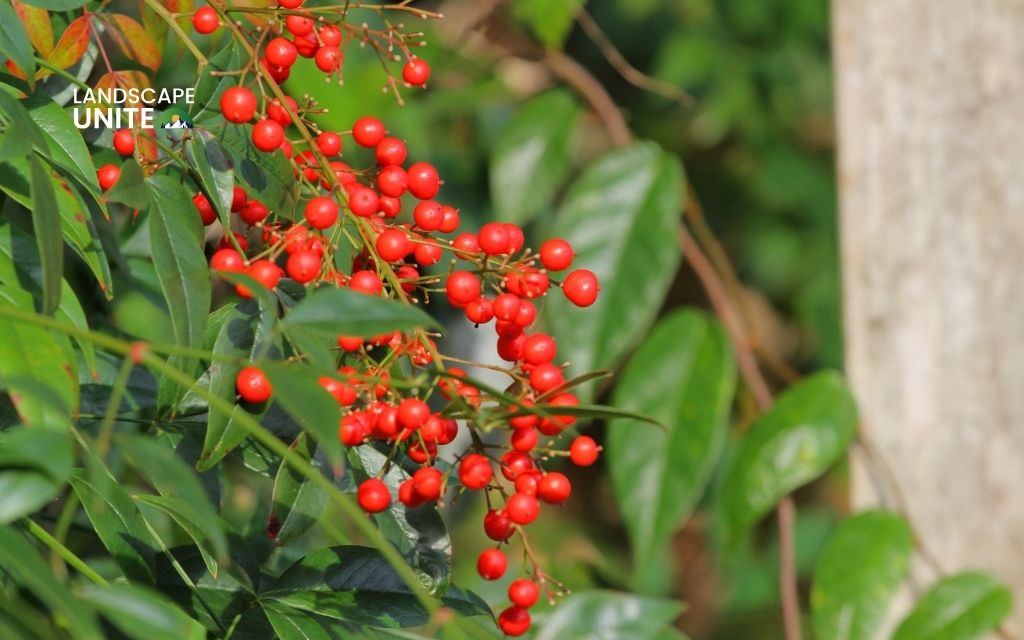 Nandina domestica (Heavenly Bamboo)