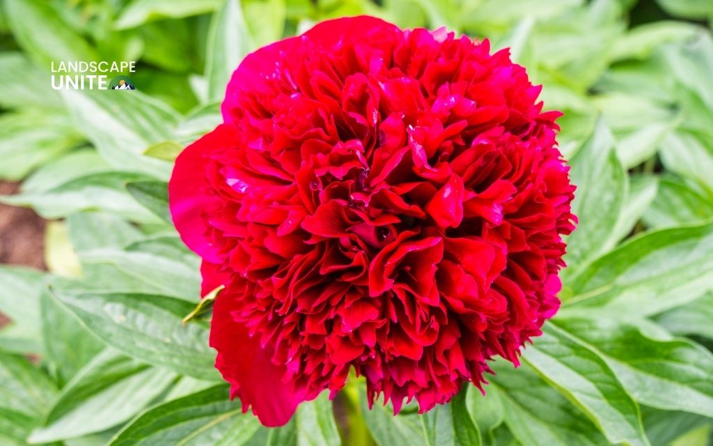 plants that are red  : Peony 'Red Charm'