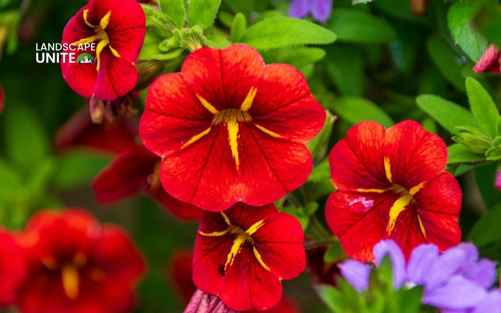 red plants: Petunia
