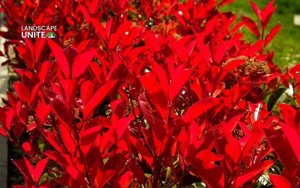 Photinia 'Red Robin'