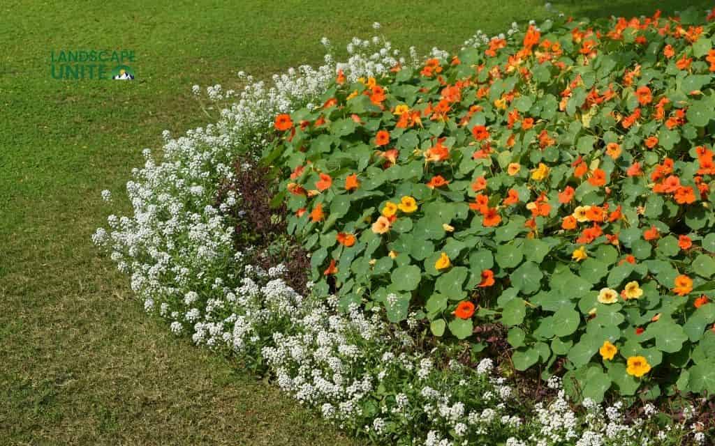 Planning flower bed for beginners: Choosing the perfect location