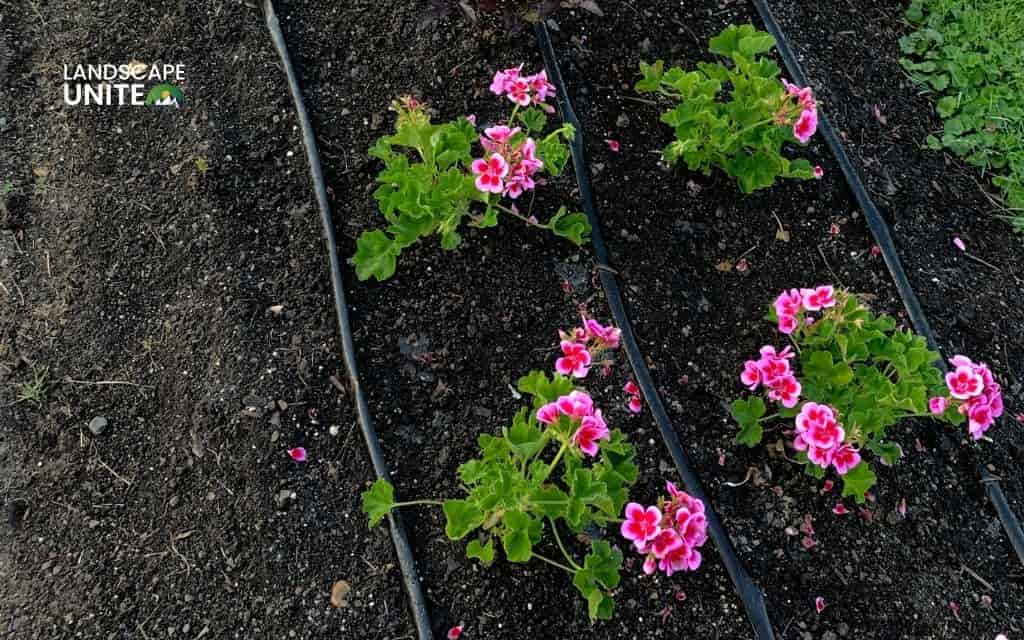 Planting and establishing geranium flower beds