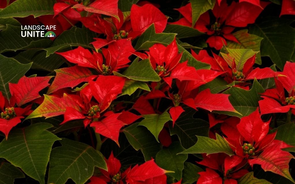 Poinsettia (Euphorbia pulcherrima)