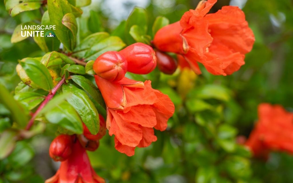 Pomegranate (Punica granatum)