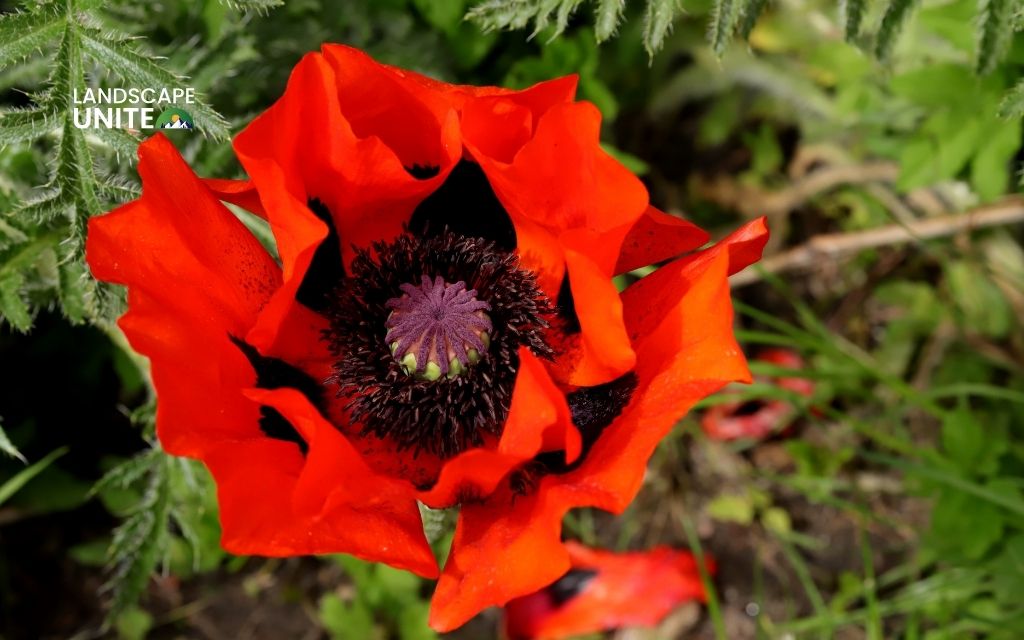 red plants: Oriental Poppy (Papaver orientale)