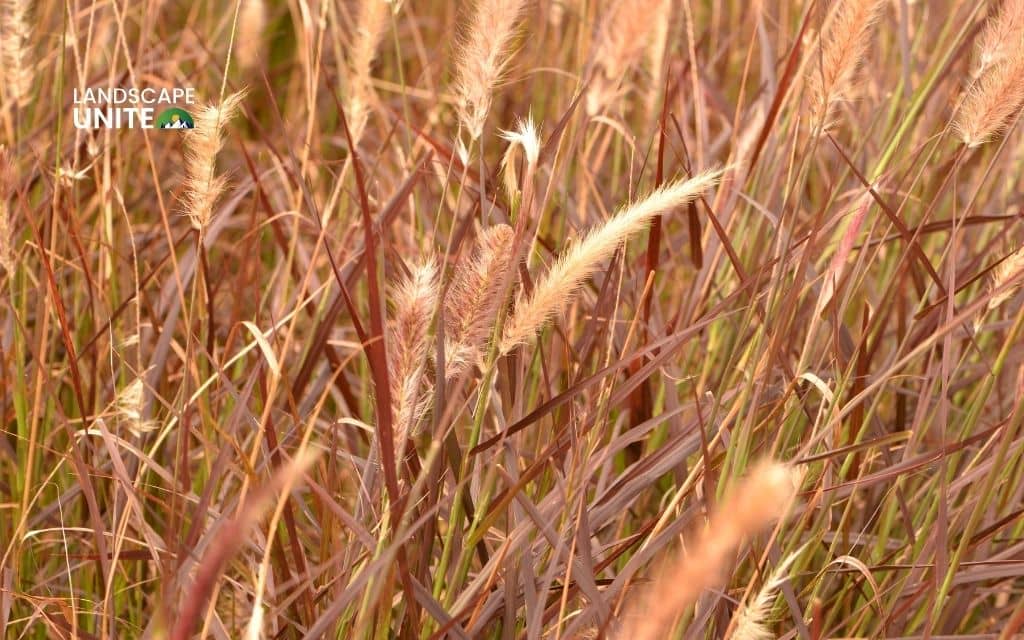 Red Fountain Grass (Pennisetum setaceum 'Rubrum')